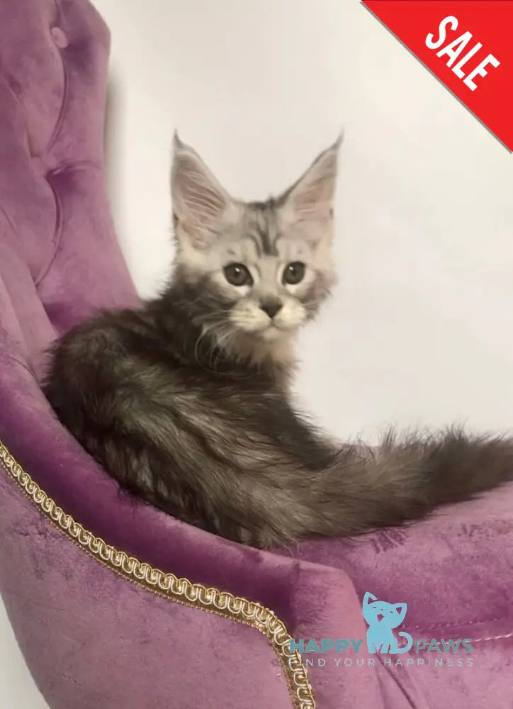 Pavlinka Maine Coon female black silver tabby bicolour live animals