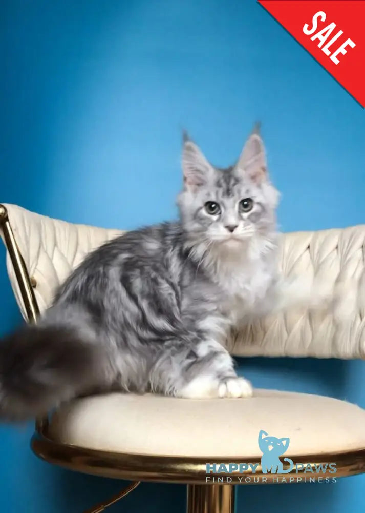 Pavlinka Maine Coon female black silver tabby bicolour live animals