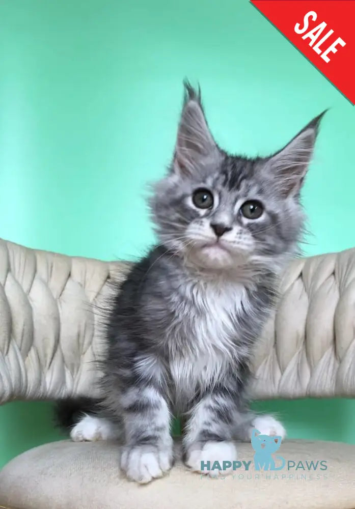 Pavlinka Maine Coon female black silver tabby bicolour live animals