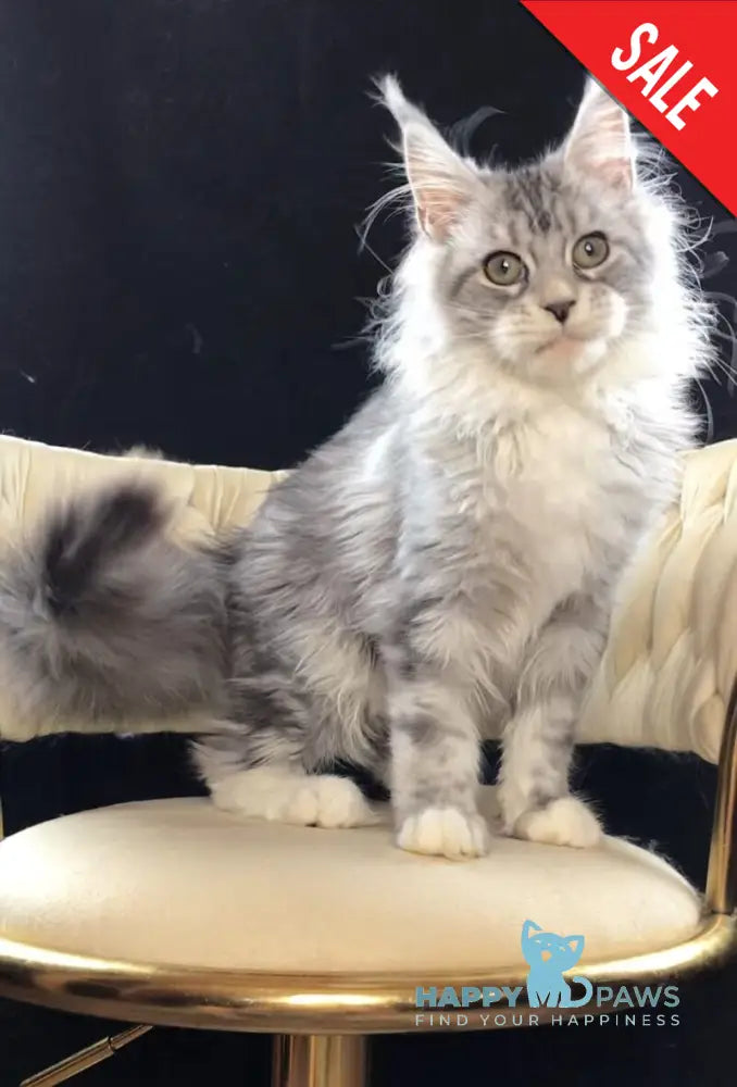 Pavlinka Maine Coon female black silver tabby bicolour live animals