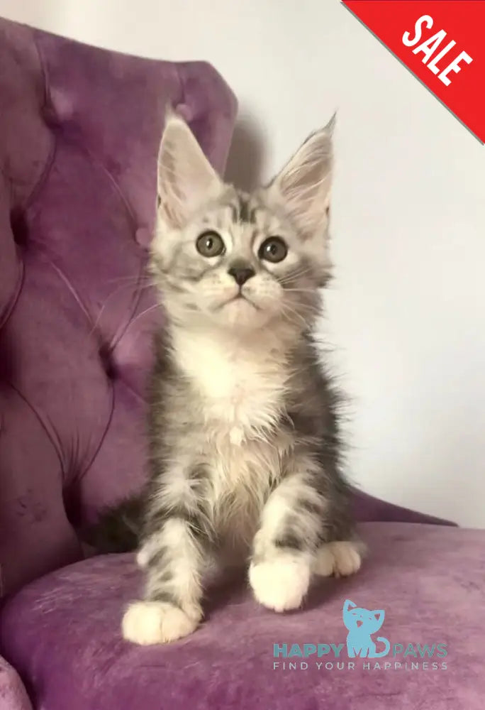 Pavlinka Maine Coon female black silver tabby bicolour live animals
