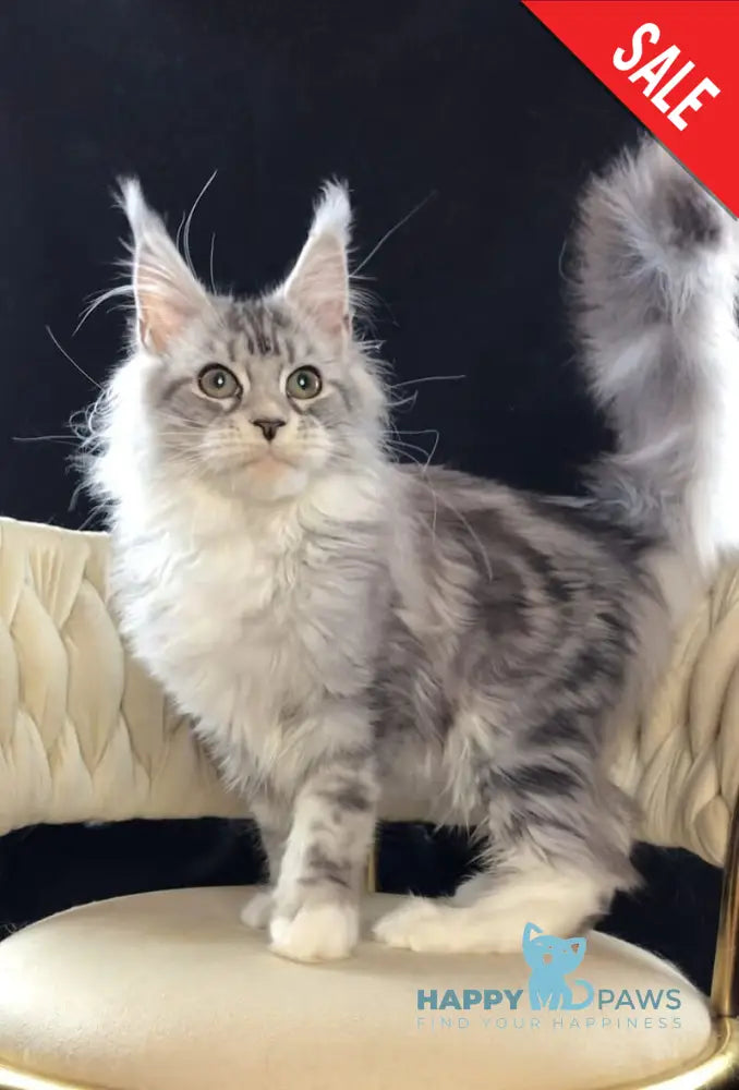 Pavlinka Maine Coon female black silver tabby bicolour live animals