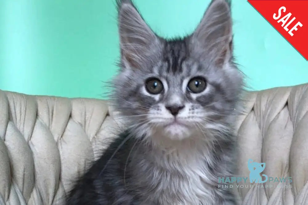 Pavlinka Maine Coon female black silver tabby bicolour live animals