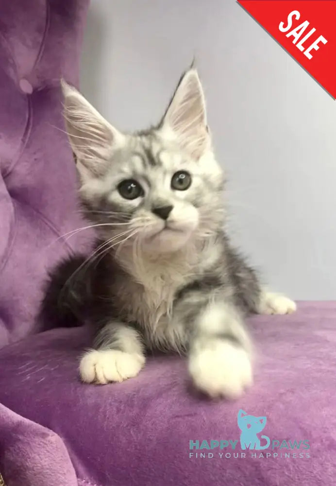 Pavlinka Maine Coon female black silver tabby bicolour live animals