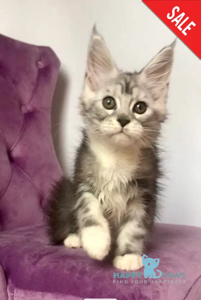 Pavlinka Maine Coon female black silver tabby bicolour live animals