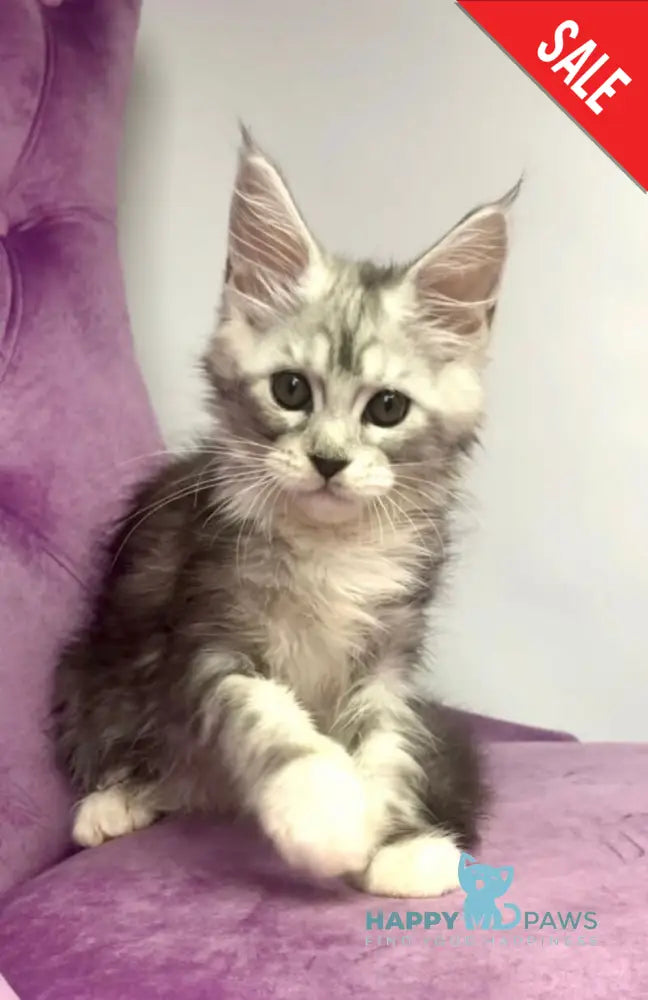 Pavlinka Maine Coon female black silver tabby bicolour live animals