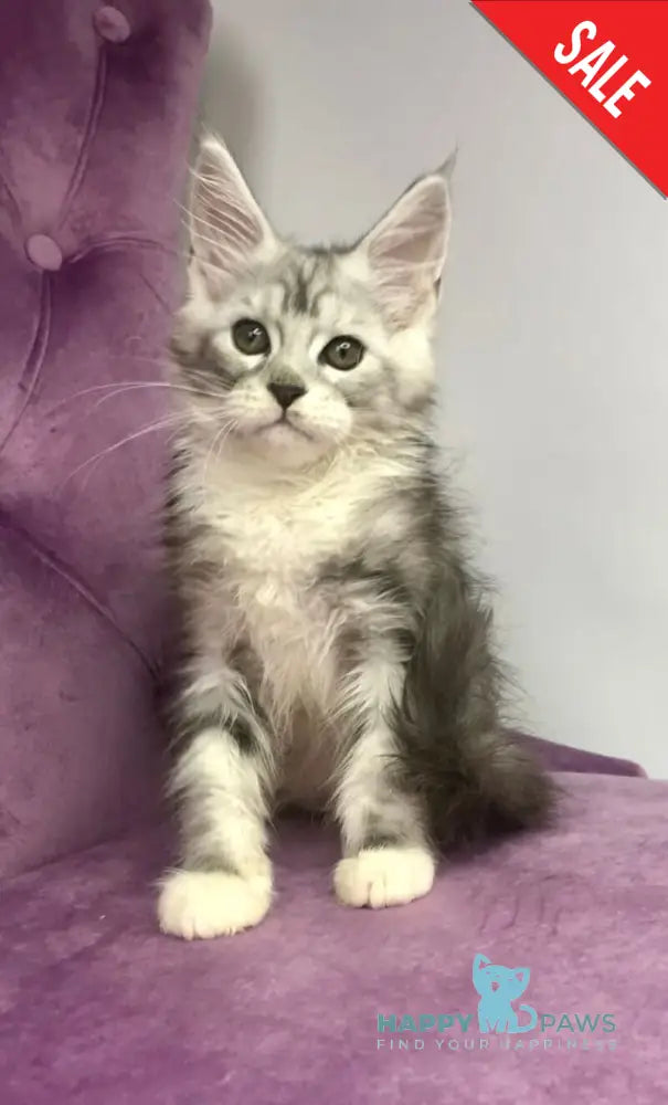 Pavlinka Maine Coon female black silver tabby bicolour live animals