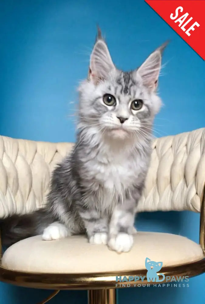 Pavlinka Maine Coon female black silver tabby bicolour live animals