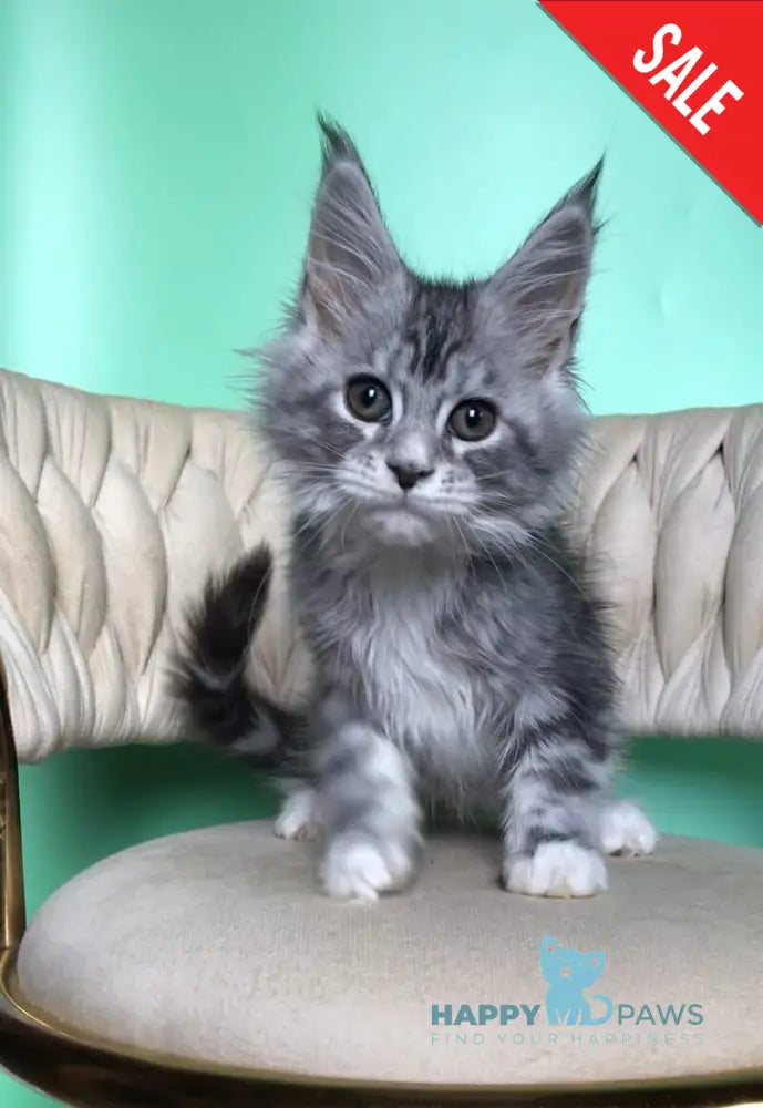 Pavlinka Maine Coon female black silver tabby bicolour live animals