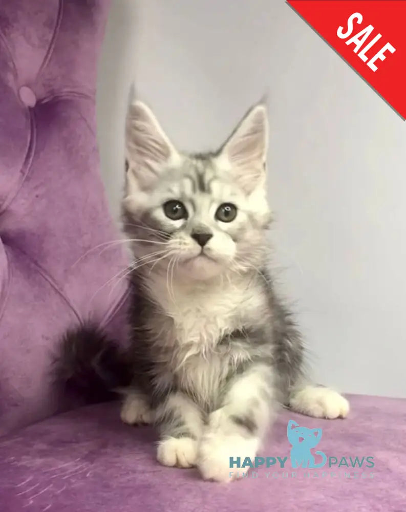 Pavlinka Maine Coon female black silver tabby bicolour live animals