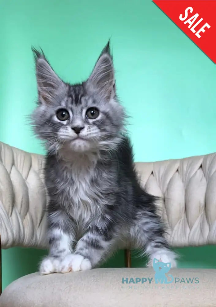 Pavlinka Maine Coon female black silver tabby bicolour live animals