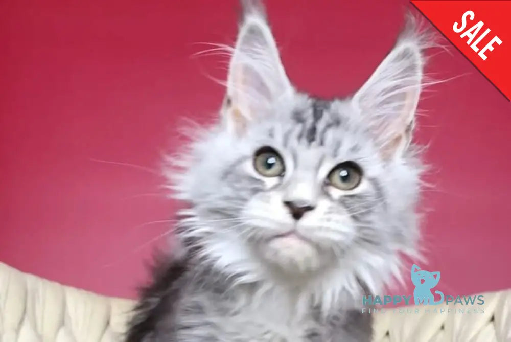 Pavlinka Maine Coon female black silver tabby bicolour live animals