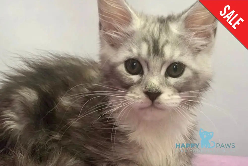 Pavlinka Maine Coon female black silver tabby bicolour live animals