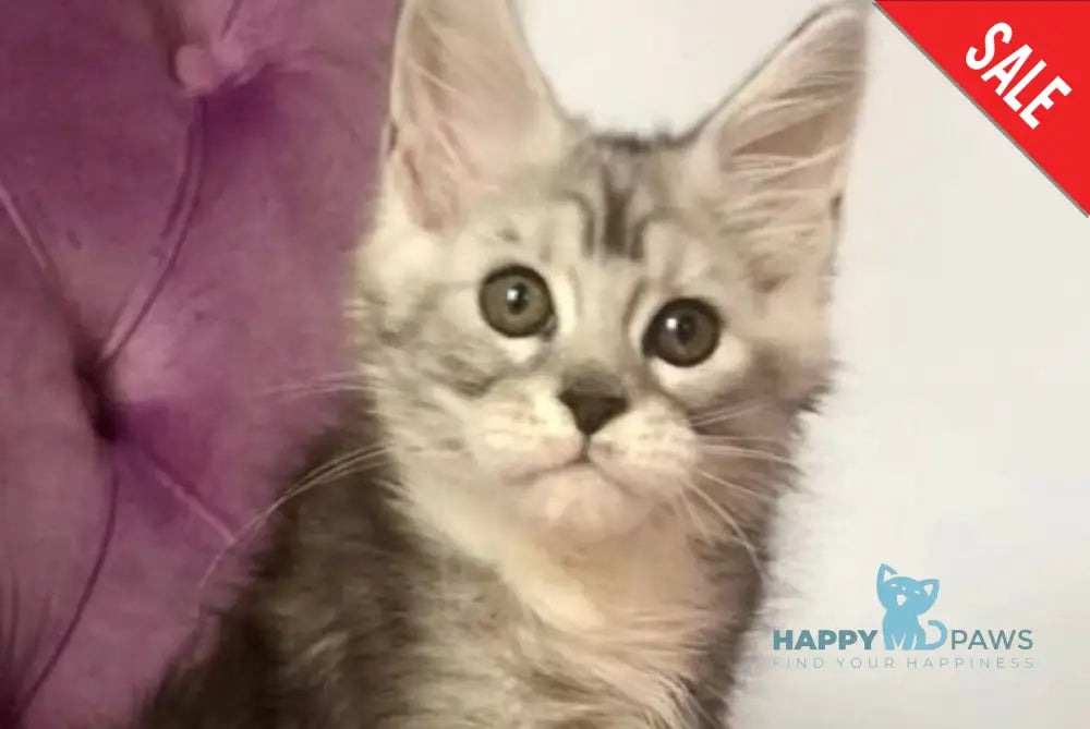 Pavlinka Maine Coon female black silver tabby bicolour live animals