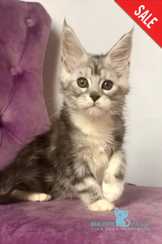 Pavlinka Maine Coon female black silver tabby bicolour live animals