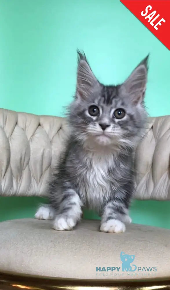 Pavlinka Maine Coon female black silver tabby bicolour live animals
