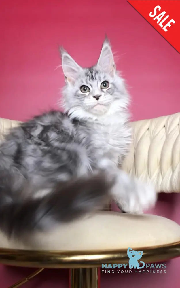 Pavlinka Maine Coon female black silver tabby bicolour live animals