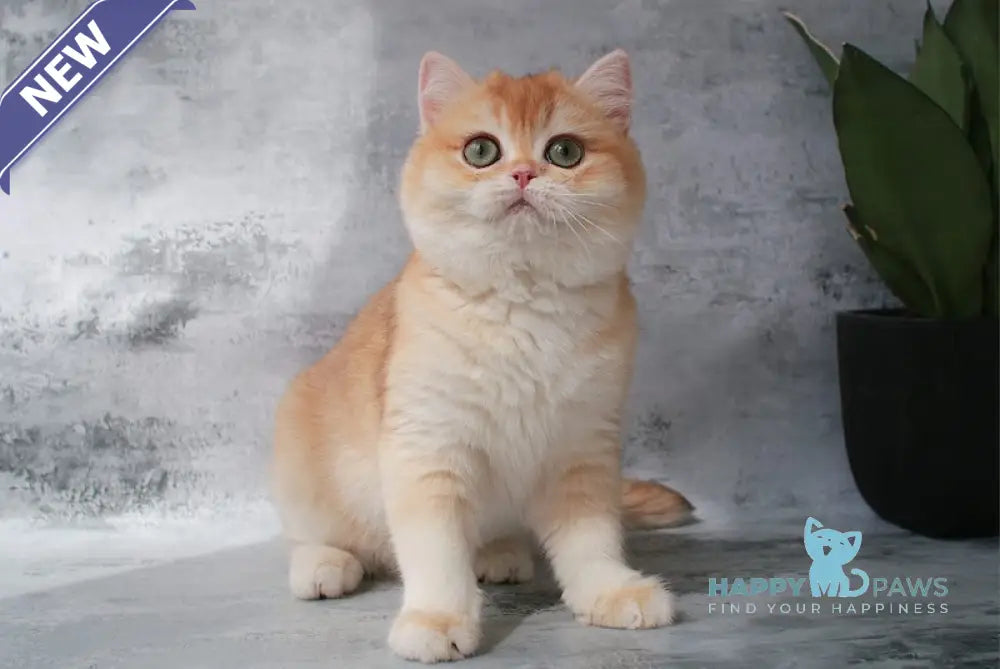 Payper British Shorthair female chocolate golden chinchilla live animals
