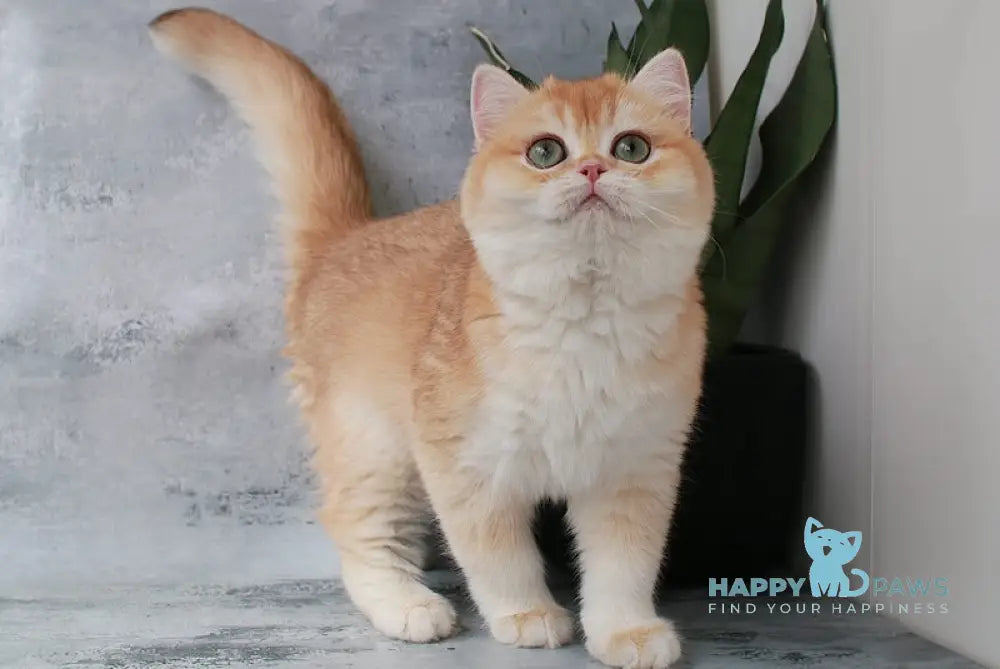 Payper British Shorthair female chocolate golden chinchilla live animals