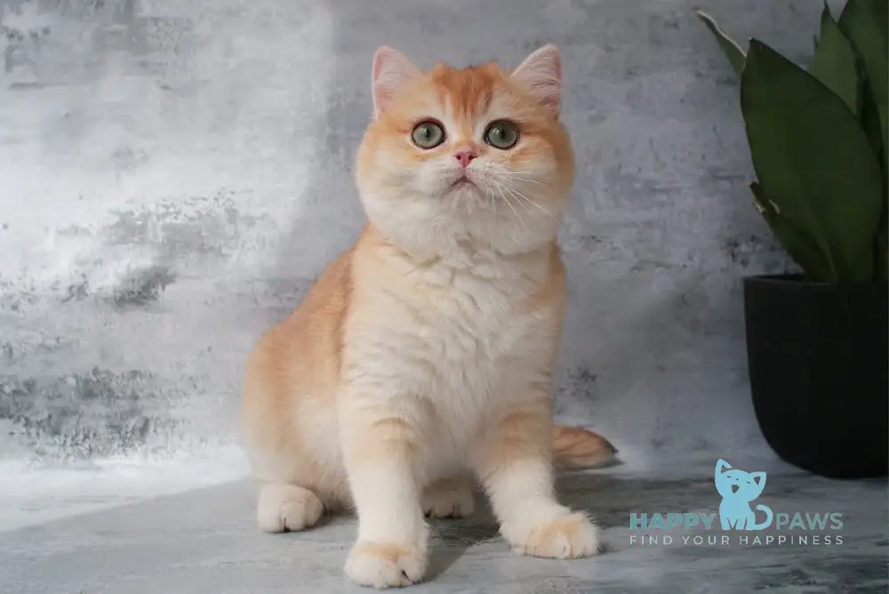 Payper British Shorthair female chocolate golden chinchilla live animals