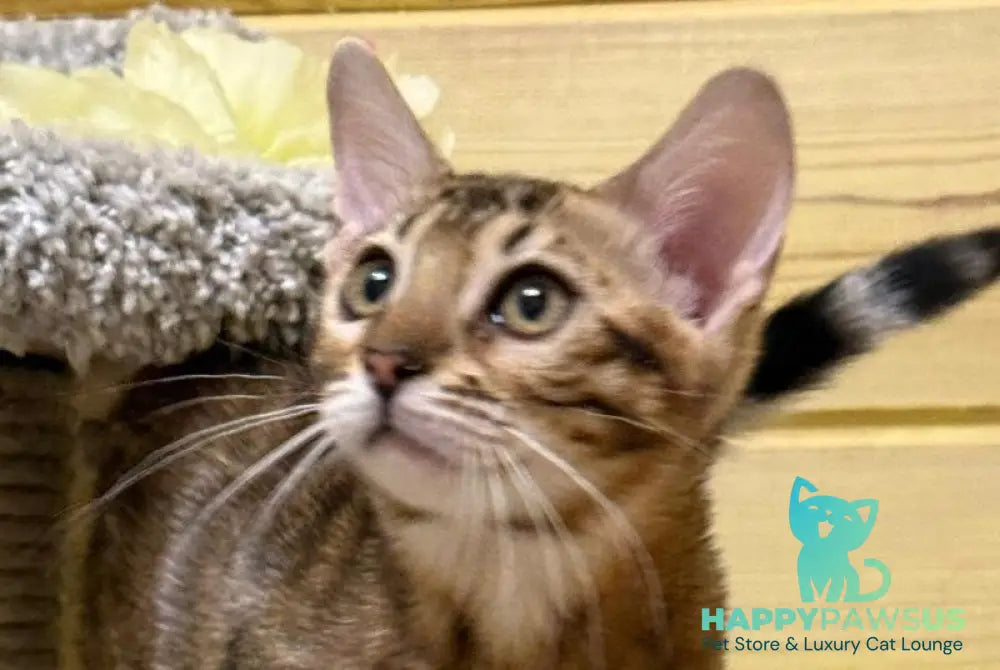 Peach Bengal female brown spotted tabby live animals