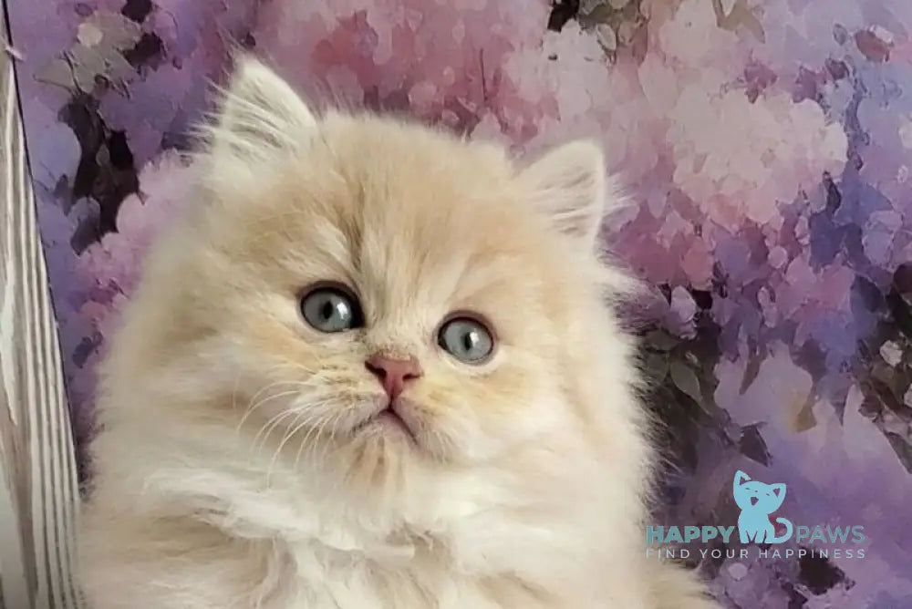 Peach British Longhair male blue golden chinchilla - live animals