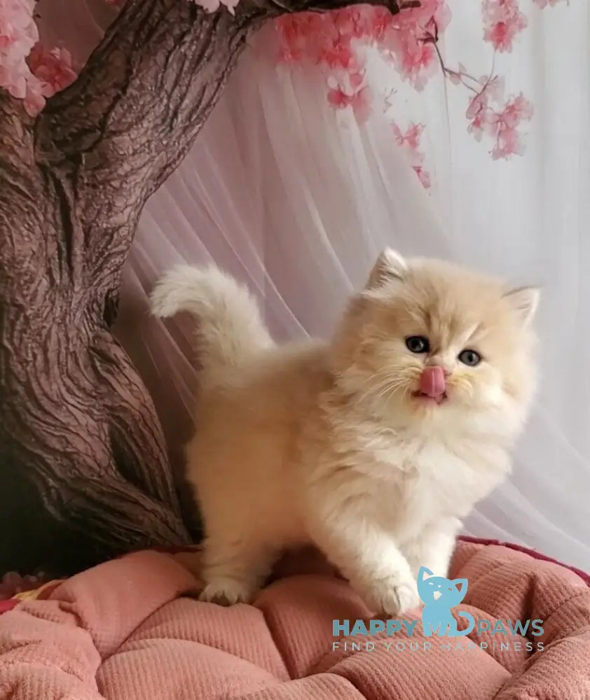 Peach British Longhair male blue golden chinchilla live animals