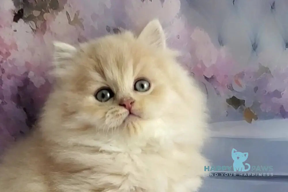 Peach British Longhair male blue golden chinchilla - live animals