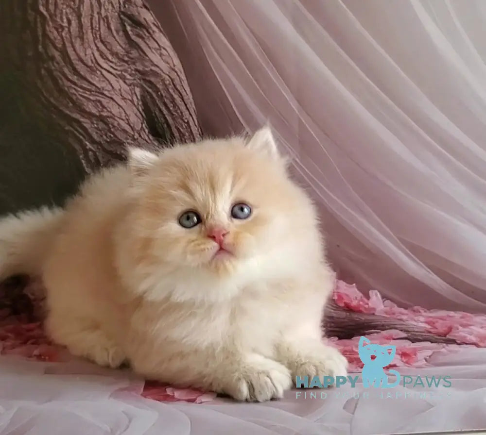 Peach British Longhair male blue golden chinchilla live animals
