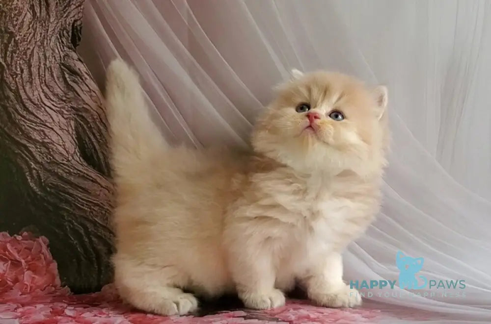 Peach British Longhair male blue golden chinchilla live animals