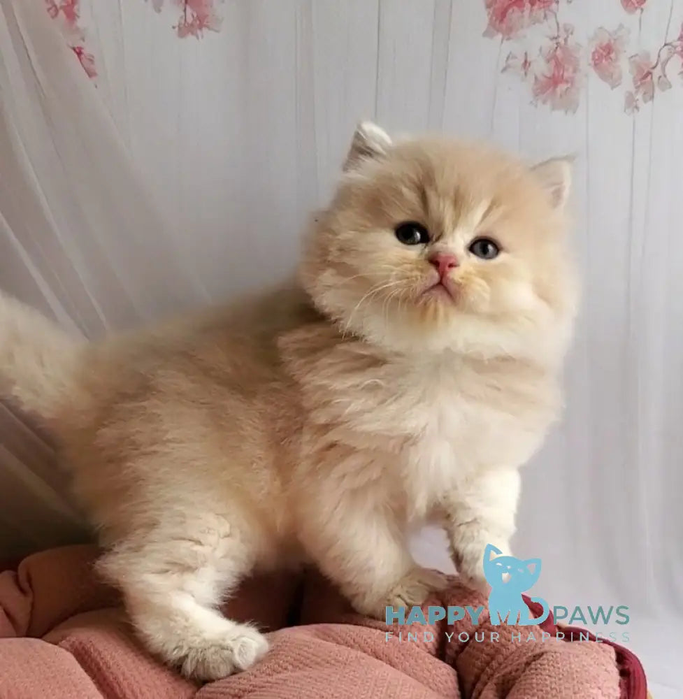 Peach British Longhair male blue golden chinchilla live animals