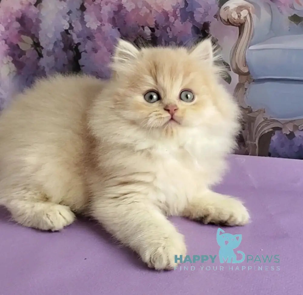 Peach British Longhair male blue golden chinchilla - live animals