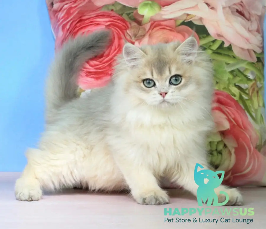 Peach British Longhair male blue golden shaded - live animals