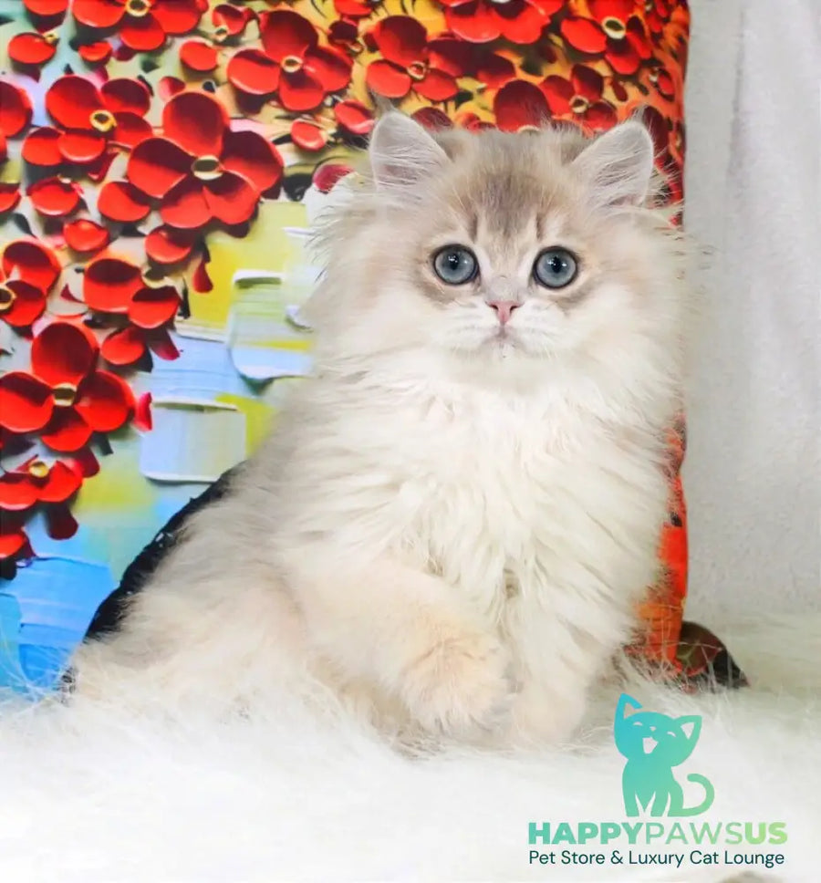 Peach British Longhair male blue golden shaded - live animals