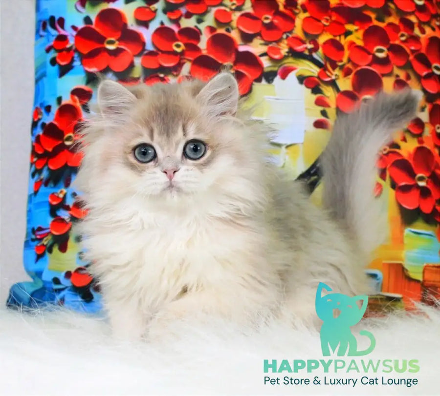 Peach British Longhair male blue golden shaded - live animals