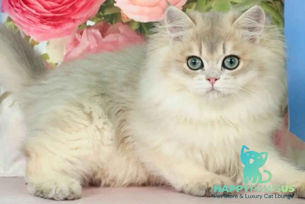 Peach British Longhair male blue golden shaded - live animals