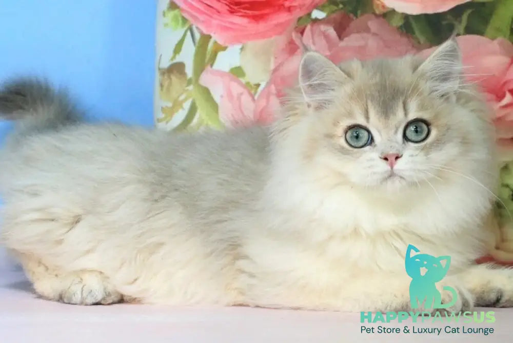 Peach British Longhair male blue golden shaded - live animals