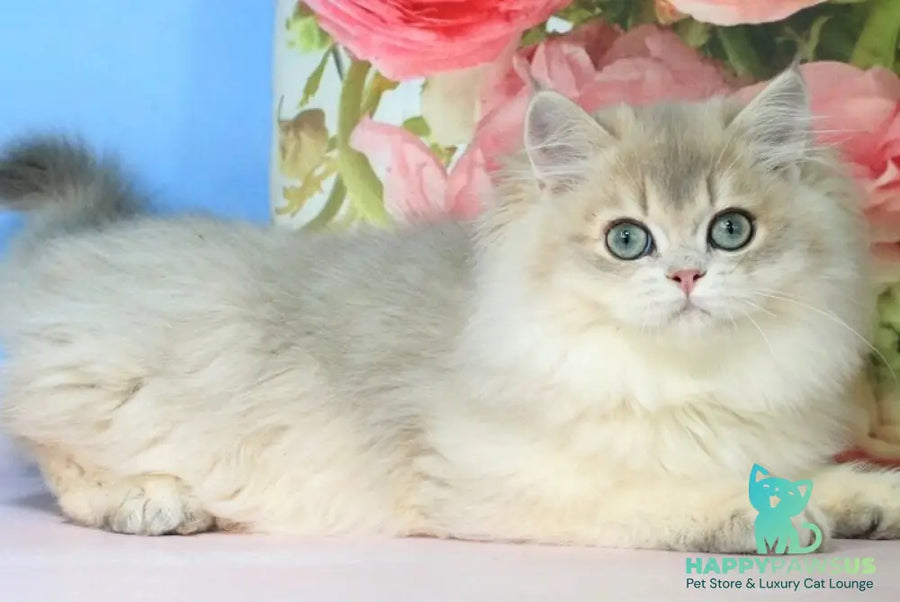 Peach British Longhair male blue golden shaded - live animals
