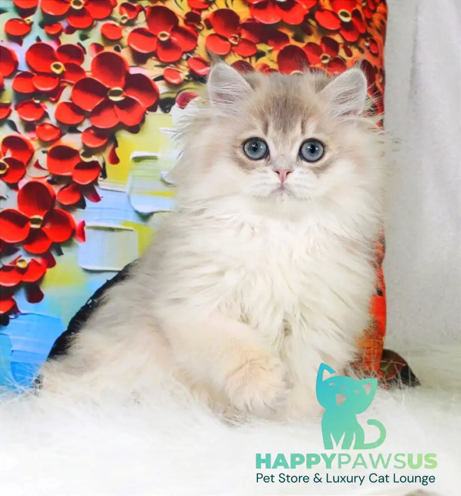 Peach British Longhair male blue golden shaded - live animals