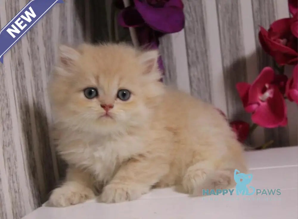 Peach British Longhair male lilac golden chinchilla live animals