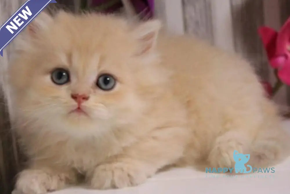 Peach British Longhair male lilac golden chinchilla live animals