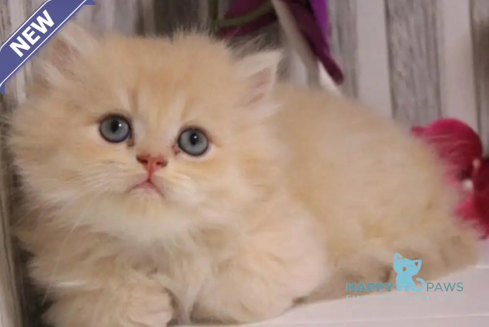 Peach British Longhair male lilac golden chinchilla live animals