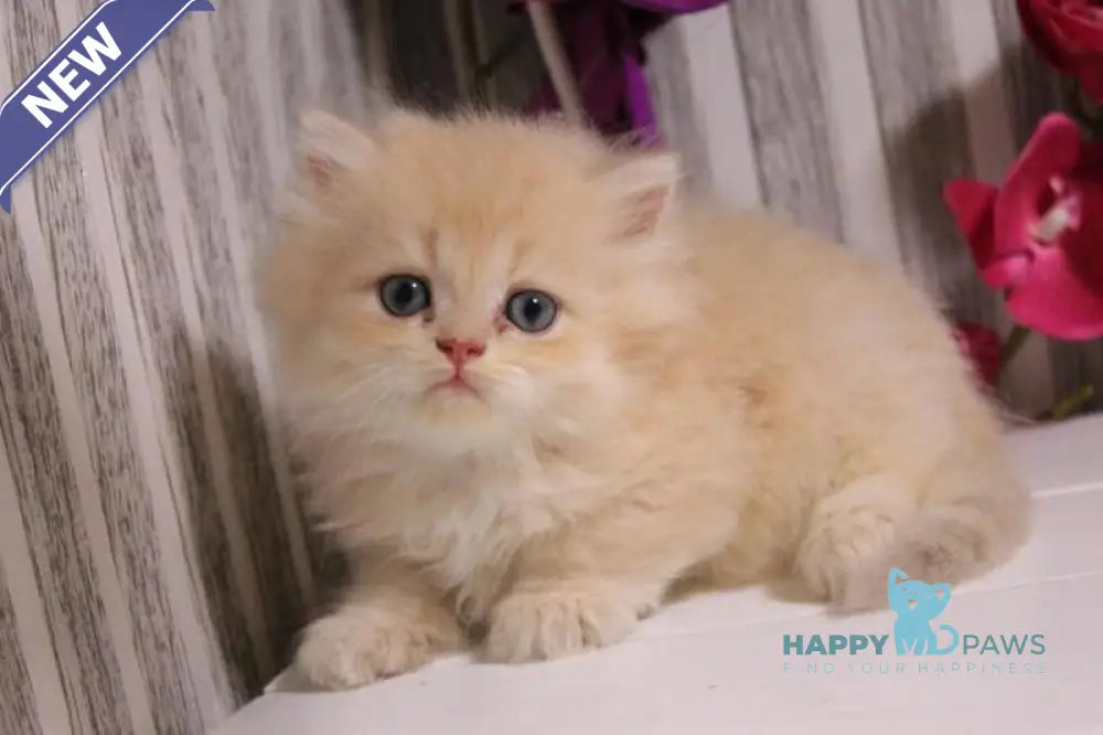 Peach British Longhair male lilac golden chinchilla live animals