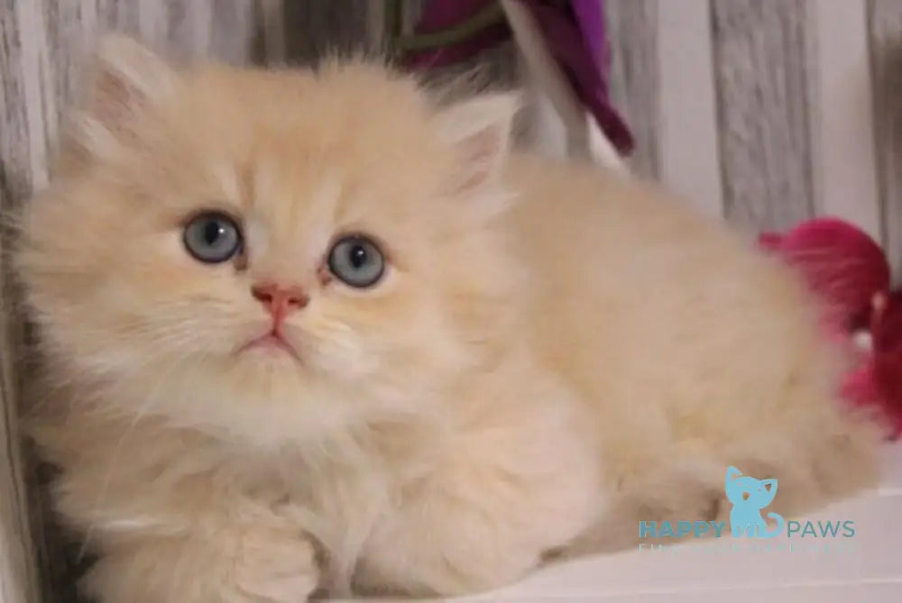Peach British Longhair male lilac golden chinchilla live animals