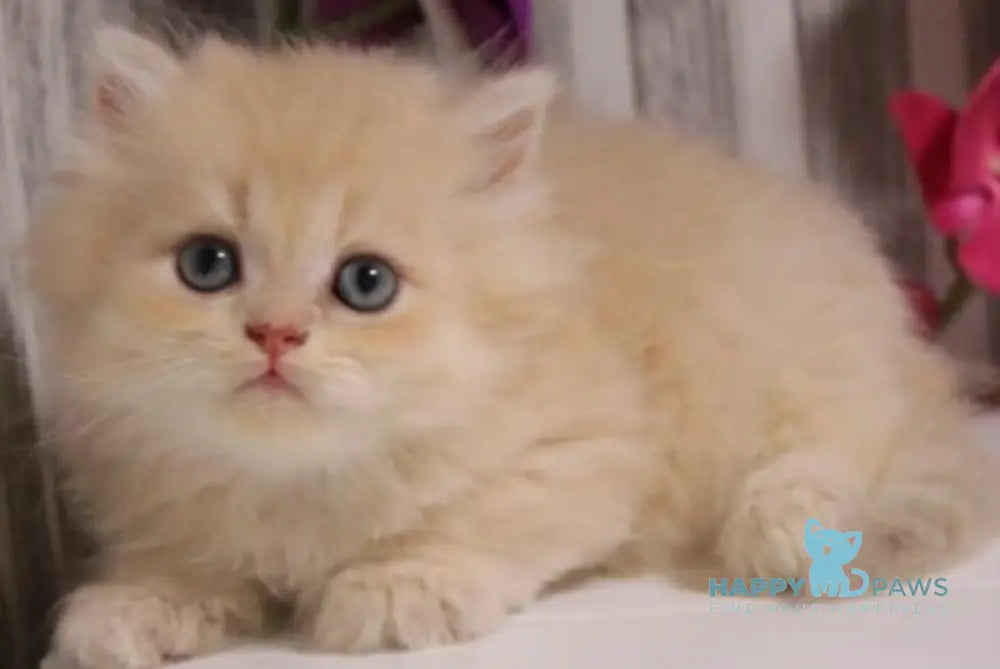 Peach British Longhair male lilac golden chinchilla live animals