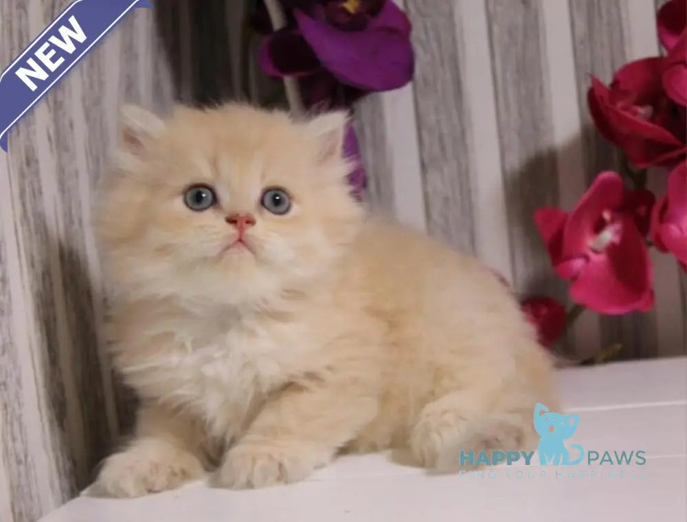 Peach British Longhair male lilac golden chinchilla live animals