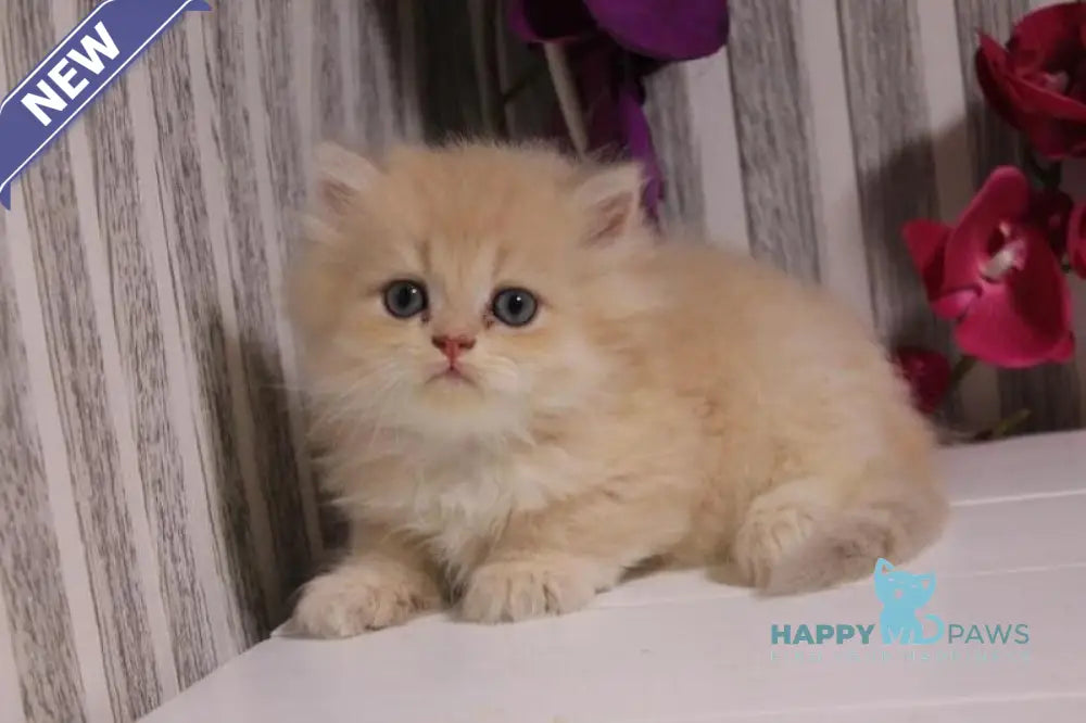 Peach British Longhair male lilac golden chinchilla live animals