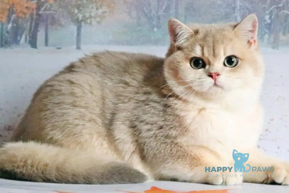 Peach British Shorthair male blue golden shaded live animals