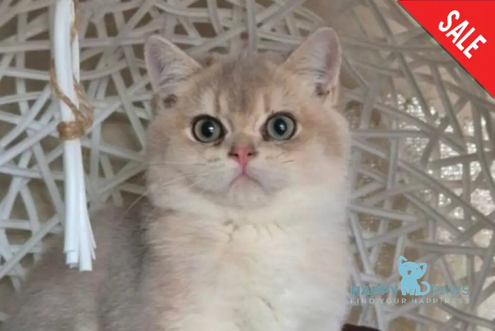 Peach British Shorthair male blue golden shaded live animals