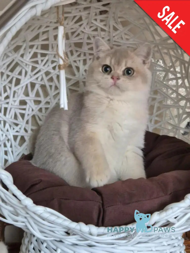 Peach British Shorthair male blue golden shaded live animals